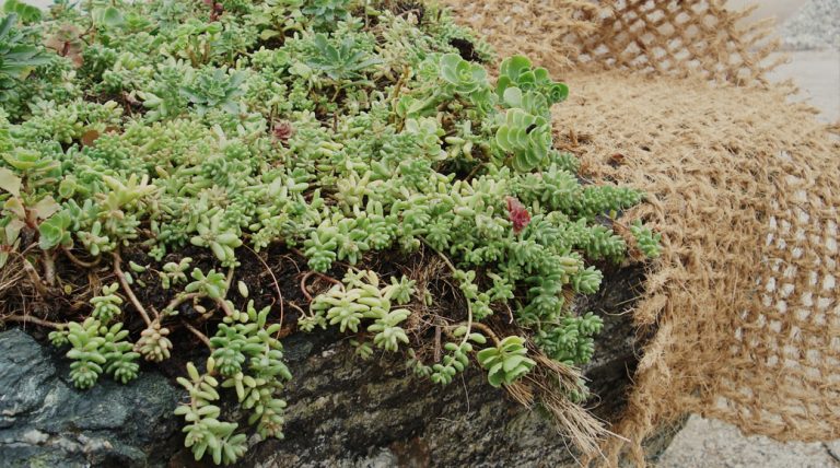Sedum-Matte